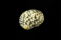 藏品(白肋蜑螺)的圖片